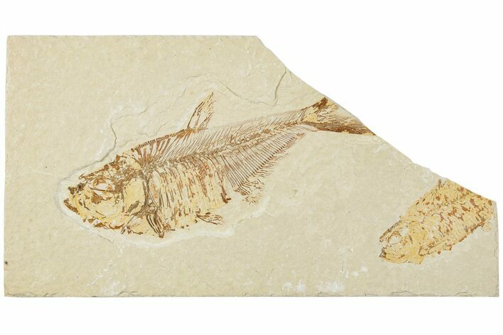 Fossil Fish (Diplomystus) - Wyoming #224689